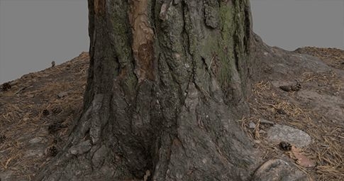 Photogrammetry assets, trees, VFX